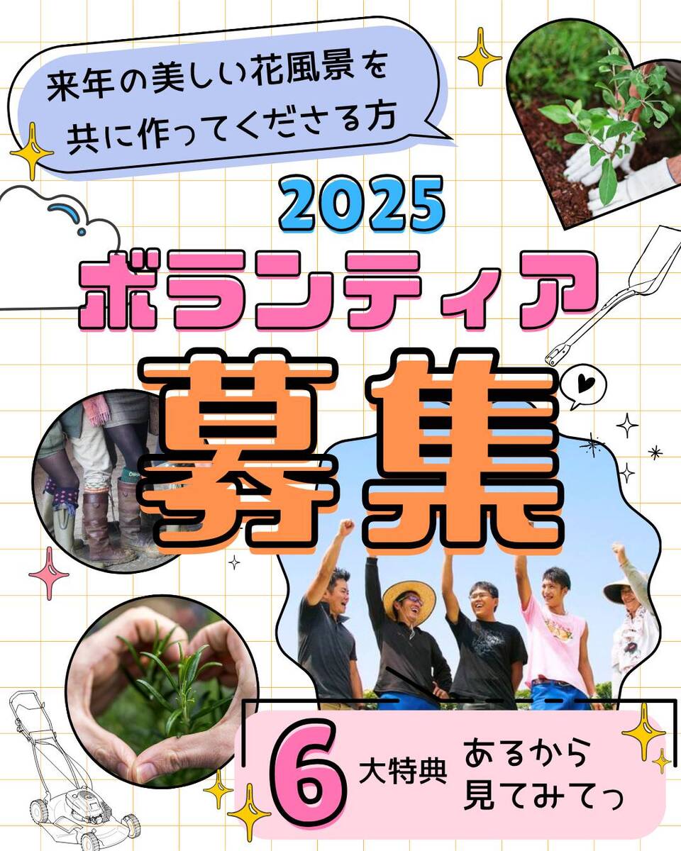 ダリアの剪定ボランティア募集‼